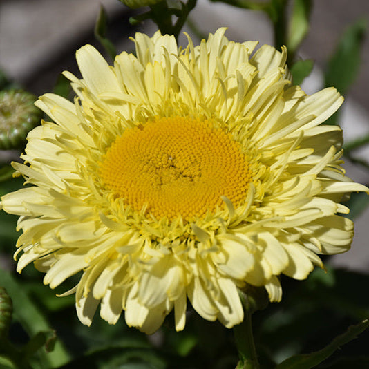Leucanthemum Shasta Daisy Real Charmer