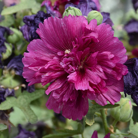 Alcea Hollyhock Queeny Purple