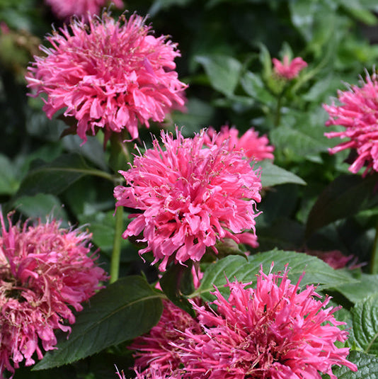 Monarda Bee Balm Bubblegum Blast