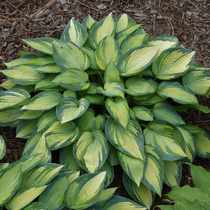 Hosta Plantain Lily June