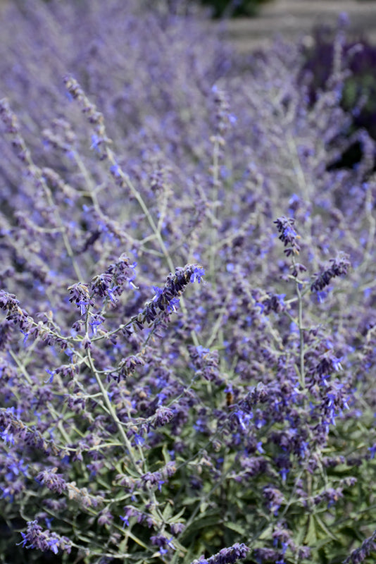 Perovskia Russian Sage Crazy Blue