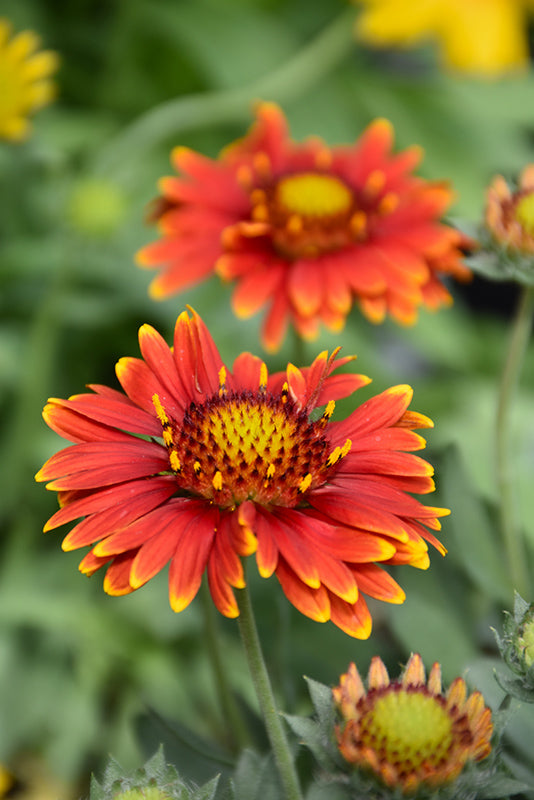 Gaillardia Blanket Flower Arizona Red Shades