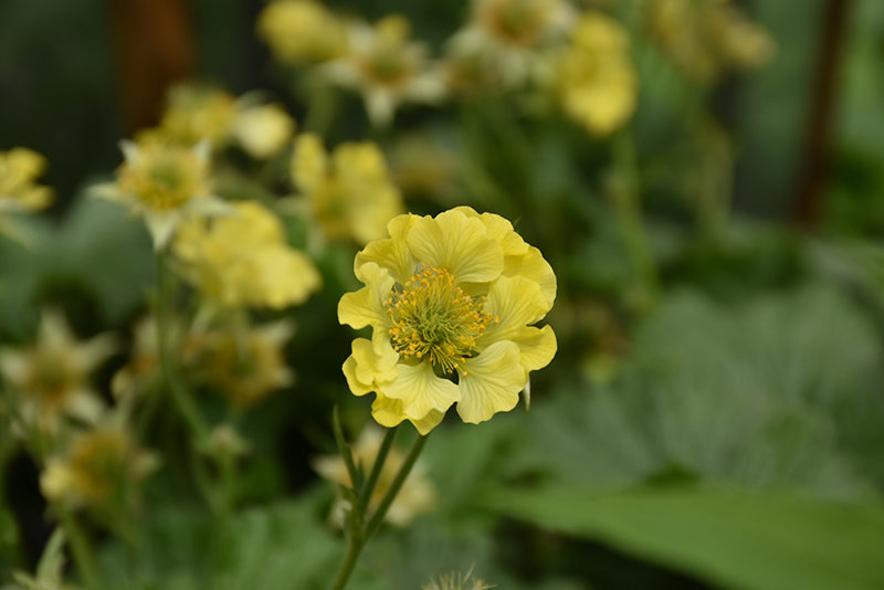 Geum Avens Banana Daiquiri