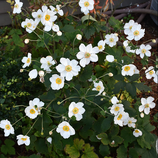 Anemone Wind Flowers Honorine Jobert