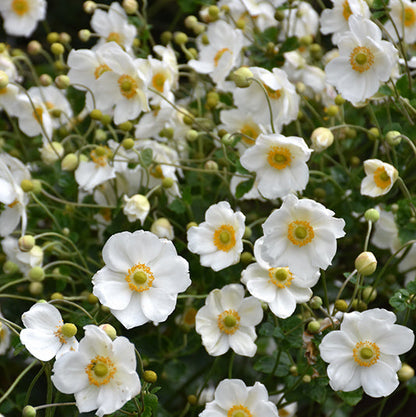 Anemone Wind Flowers Honorine Jobert