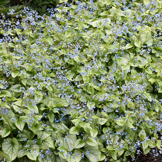 Brunnera Siberian Bugloss Jack Frost