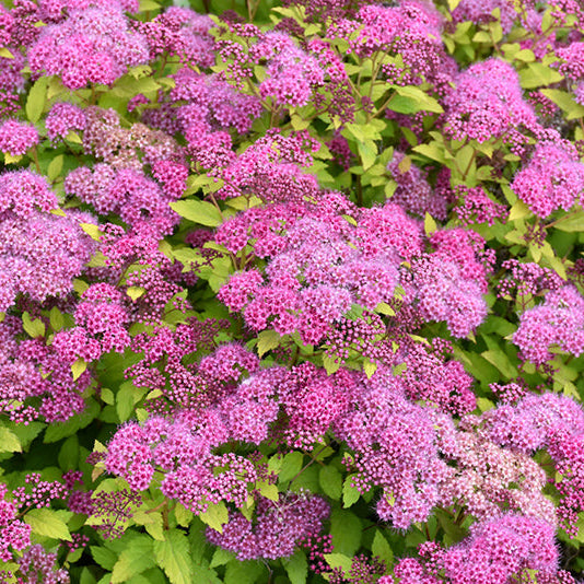 Spirea Magic Carpet