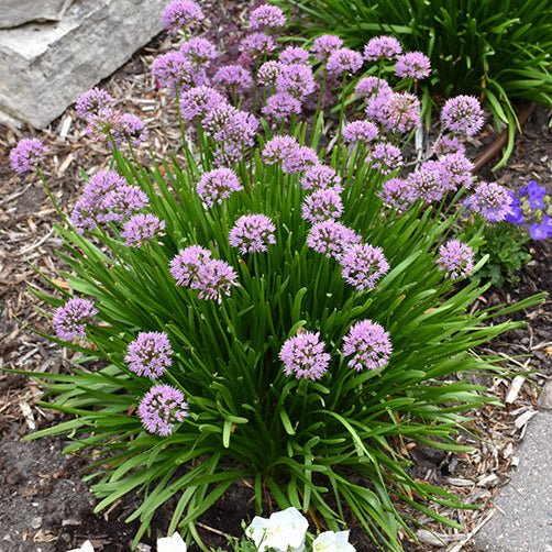 Allium Ornamental Onion Summer Beauty