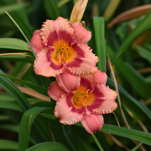 Hemerocallis Daylily Strawberry Candy