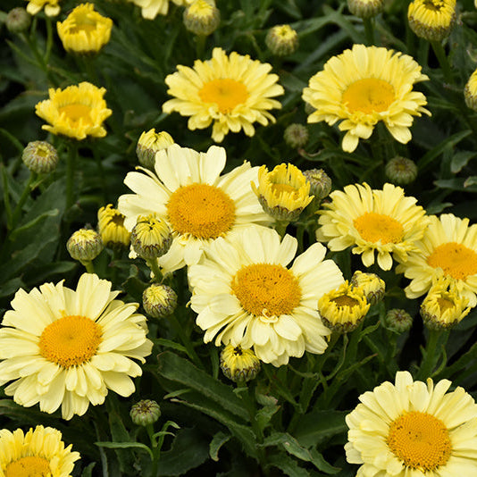 Leucanthemum Shasta Daisy Real Sunbeam