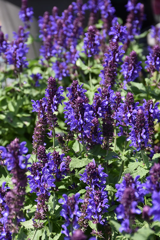 Salvia Sage Blue Marvel