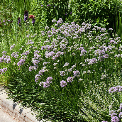 Allium Ornamental Onion Summer Beauty
