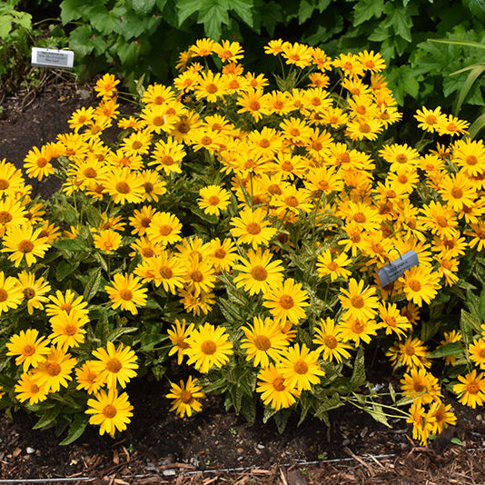 Heliopsis False Sunflower Sunstruck