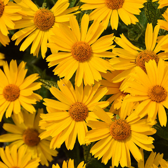Heliopsis False Sunflower Sunstruck