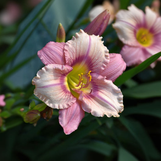 Hemerocallis Daylily Happy Ever Appster Stephanie Returns