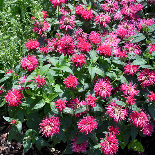 Monarda Bee Balm Balmy Rose