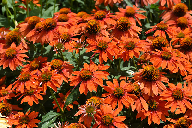 Echinacea Coneflower Sombrero Adobe Orange
