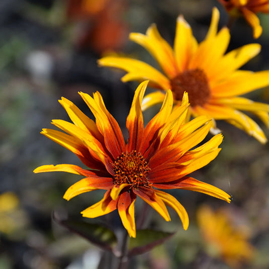 Heliopsis False Sunflower Burning Hearts