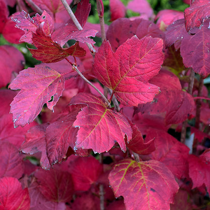 Viburnum Compact European Cranberrybush