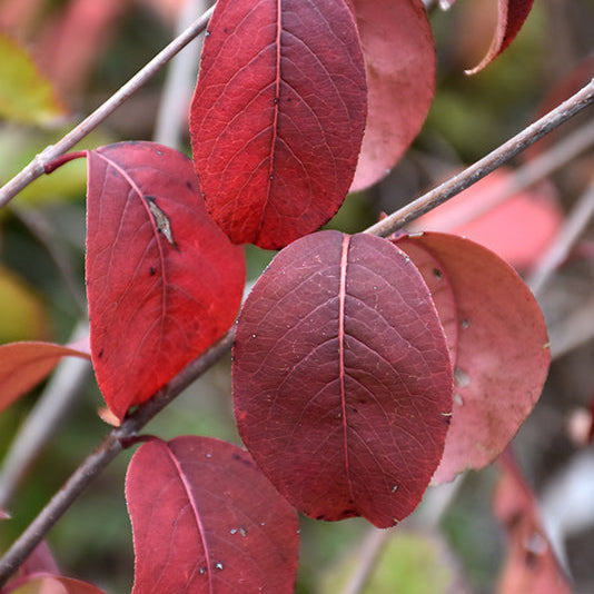 Viburnum Blackhaw