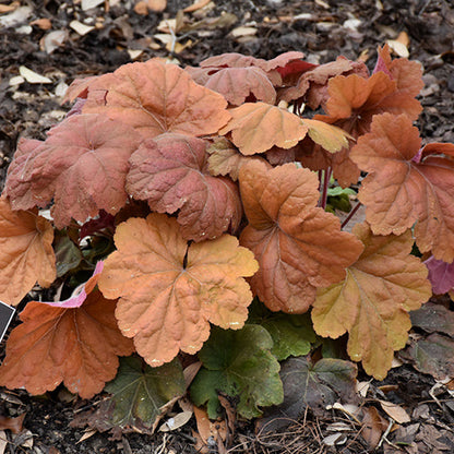 Heuchera Coral Bell Southern Comfort
