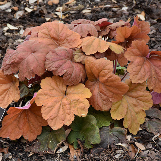 Heuchera Coral Bell Southern Comfort