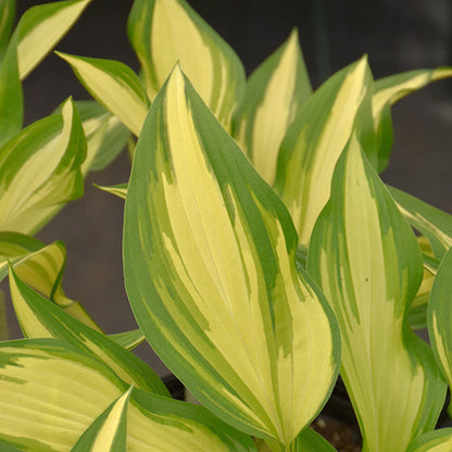 Variegated green and yellow leaves of a hosta plant against a dark background