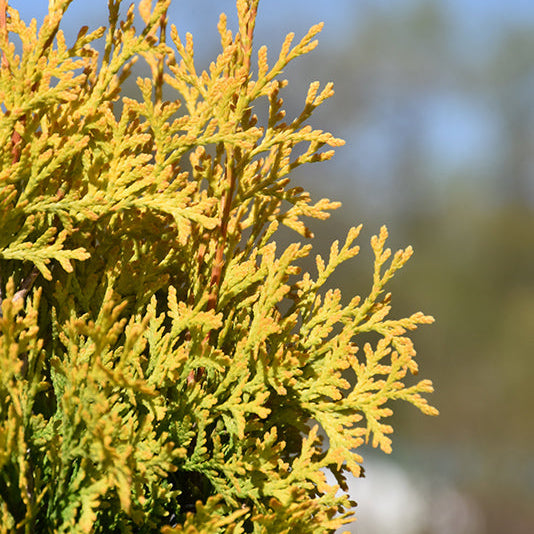 Thuja Amber (Jantar)