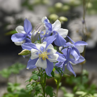 Aquilegia Columbine Songbird Blue Bird
