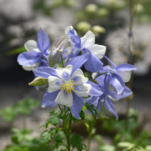 Aquilegia Columbine Songbird Blue Bird