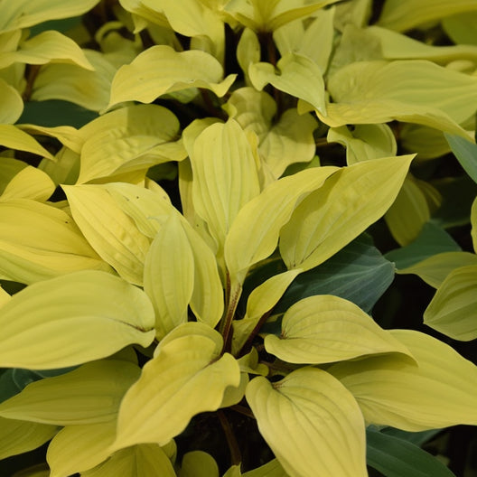 Hosta Plantain Lily Fire Island