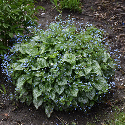 Brunnera Siberian Bugloss Sea Heart