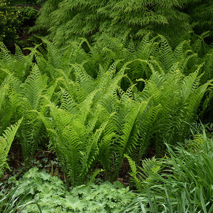 Matteuccia Ostrich Fern Ostrich (struthiopteris)