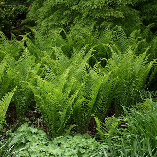 Matteuccia Ostrich Fern Ostrich (struthiopteris)