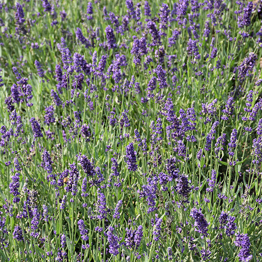 Lavandula Lavender Big Time Blue