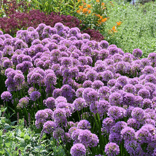 Allium Millenium