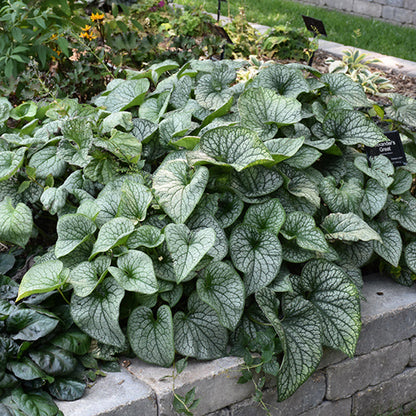 Brunnera Siberian Bugloss Alexanders Great