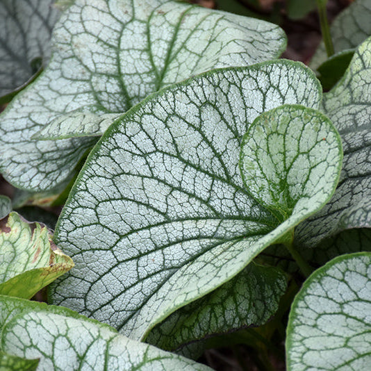 Brunnera Siberian Bugloss Alexanders Great