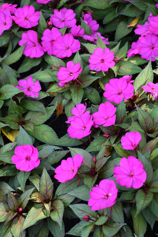 SunPatiens Purple