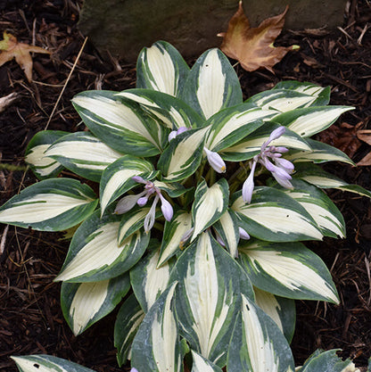 Hosta Plantain Lily High Society