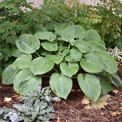 Hosta Plantain Lily Humpback Whale