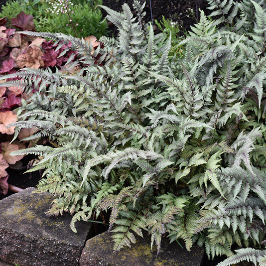Athyrium Japanese Painted Fern