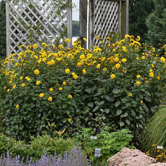 Helianthus Sunflower Sunshine Daydream