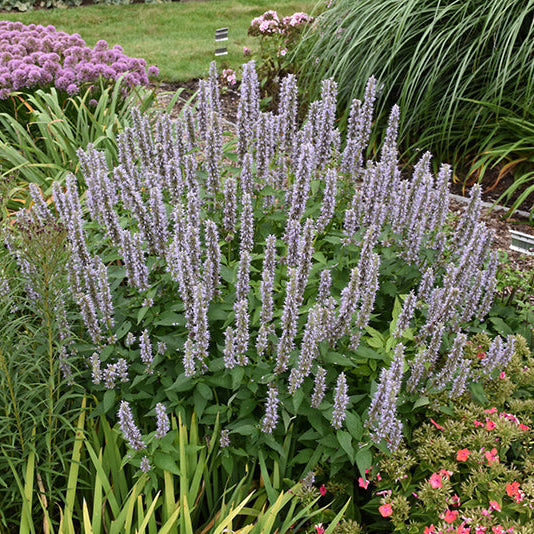 Agastache Hyssop Blue Fortune