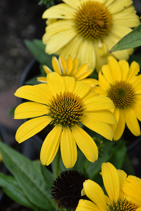 Echinacea Coneflower Sombrero Lemon Yellow
