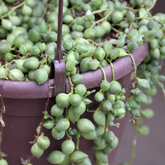 Senecio rowley Strng Pearls