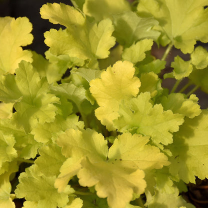 Heuchera Coral Bell Lime Marmalade