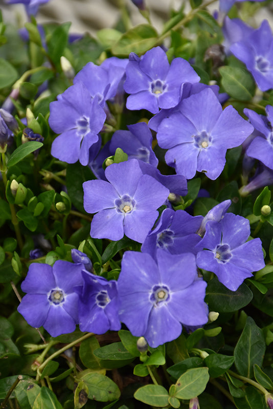 Vinca Common Periwinkle Bowles