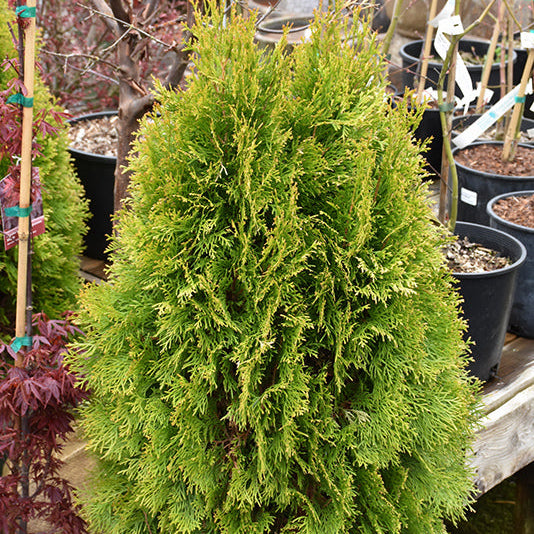 Thuja Janed Gold