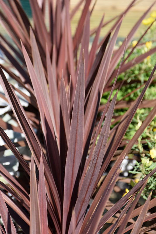 Cordyline Red Star